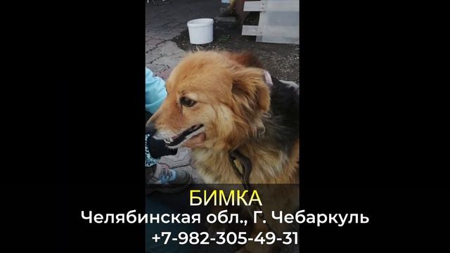 Пропала собака! БИМКА, девочка. Челябинская обл., г. Чебаркуль смотреть онлайн