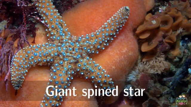 Starfish for Kids with Pronunciation (and with photos) смотреть онлайн