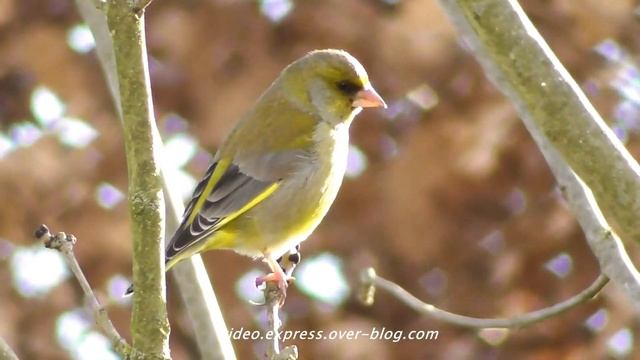 VERDIER D'EUROPE, Chant d'oiseau смотреть онлайн