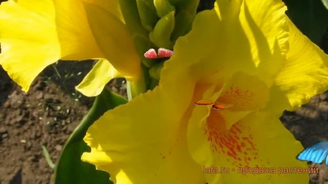 Канна зеленолистная Ричард Уоллес ? обзор: как сажать, луковицы канну Ричард Уоллес смотреть онлайн