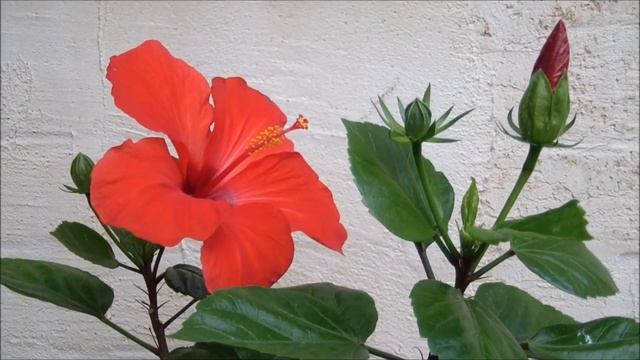 Гибискус красный простой. Купить гибискус почтой смотреть онлайн