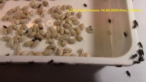 Опасный Вредитель запасов зерна Рисовый Долгоносик Sitophilus oryzae (Curculionidae) в Украине.
