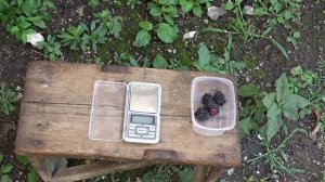 Ежевика сорта Тройная Корона.