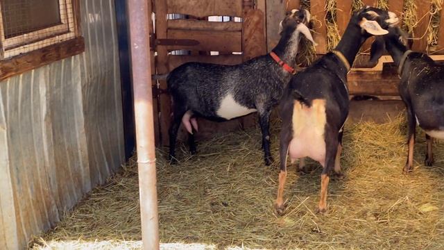 Нубийско-зааненские и нубийско-альпийские козы, от 56% до 99%нубийской крови.+79157787787 смотреть онлайн