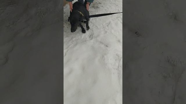 приехали за собакой, которую бросили у магнита смотреть онлайн