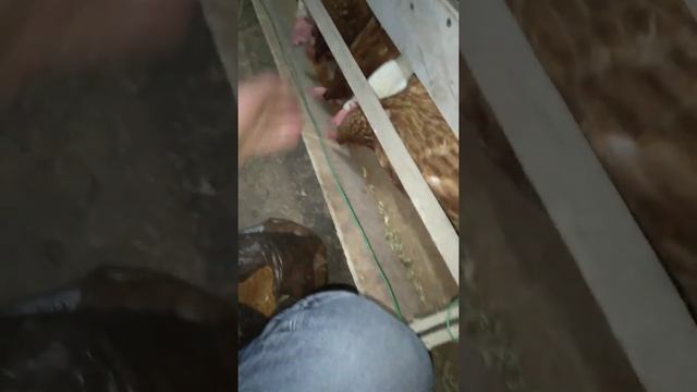 Мои куры.Первый раз даю просо!! смотреть онлайн