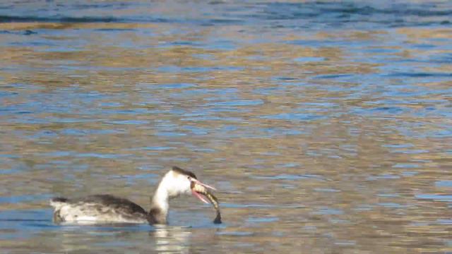 Чомга глотает щуку
