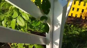 Мои шпалеры для плетистых роз и клематисов. Конец августа 2021 г.