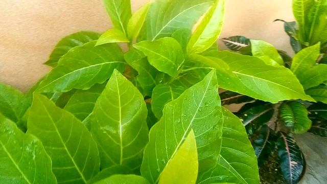 beautiful Foliage plant|beautiful light green leafy plant|pissunia plant|patoon wala podha| смотреть онлайн