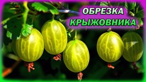 Как обрезать крыжовник на большой урожай на даче. Обрезка крыжовника на даче. Крыжовник обрезка.