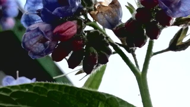 Шмель и пчела смотреть онлайн