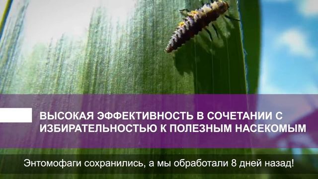 Кораген® инсектицид для защиты кукурузы. Больше, чем просто защита смотреть онлайн