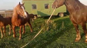 Лошади брачный период размножения