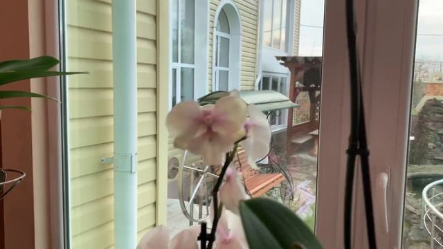 Цветут и радуют всех вокруг 🍀🌺🍀 смотреть онлайн