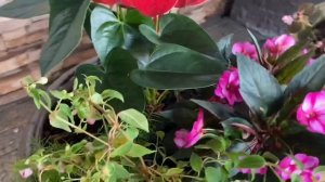 Цветочные композиции в кашпо