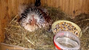 Сколько курица сидит на яйцах