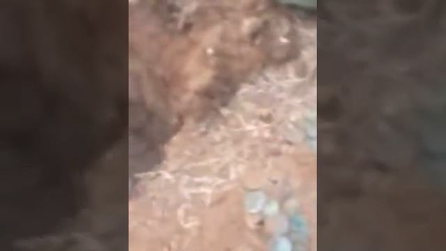 Бешеные деньги царей смотреть онлайн