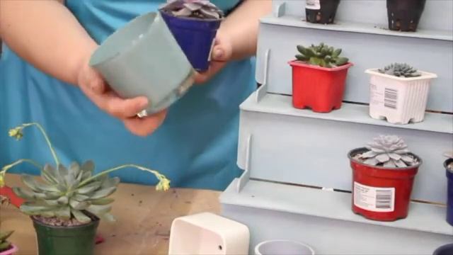 Как подобрать правильный горшочек для суккулента смотреть онлайн
