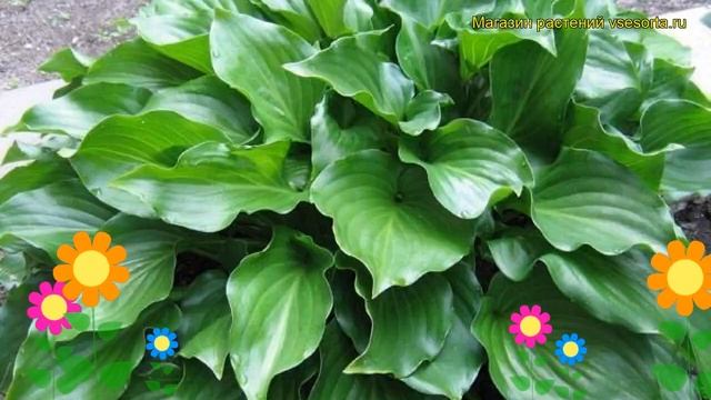 Хоста гибридная Инвинсибл. Краткий обзор, описание характеристик hosta hybrida Invincible смотреть онлайн