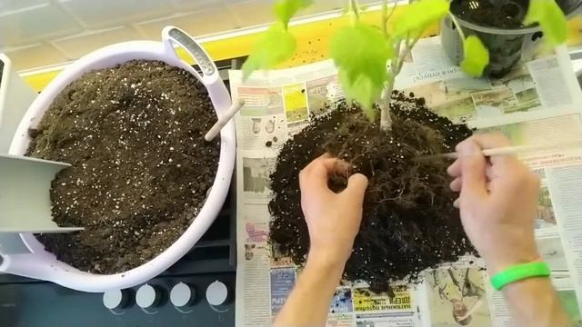 Пересадка АБУТИЛОНОВ и ГИБИСКУСА в начале лета для увеличения кроны и пышного цветения смотреть онлайн