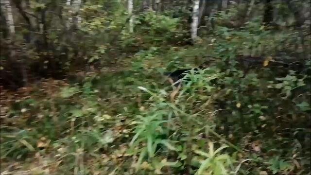 Русские гончие Майя 3 мес., Лада 3,5 мес. и Говоруша вл. Шатров В.А. смотреть онлайн