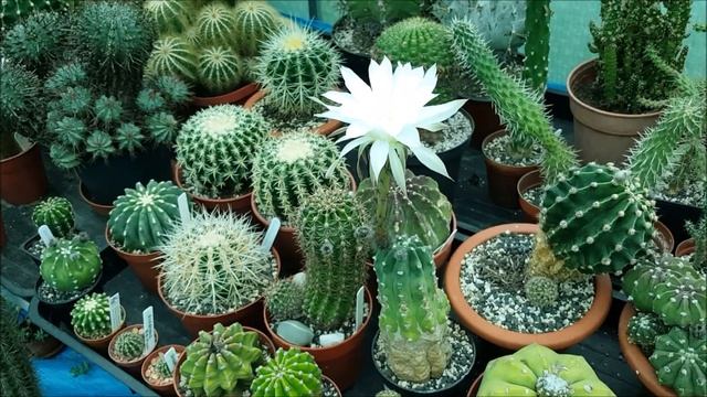 Echinopsis subdenudata, the first bloom 2020 смотреть онлайн