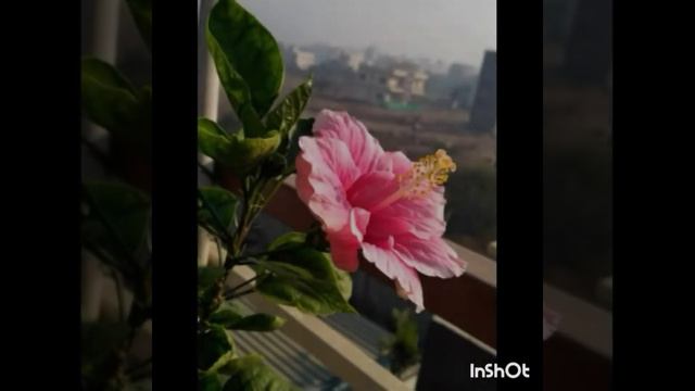 जास्वंद (Hibiscus rosa-sinensis L.) смотреть онлайн
