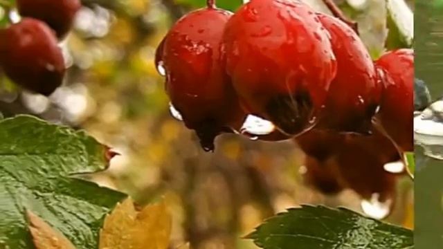 Осень - очей очарование. смотреть онлайн