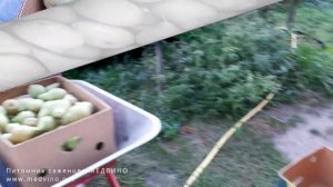 Груша Ксения (Ноябрьская): урожай 2019 и хитрости уборки