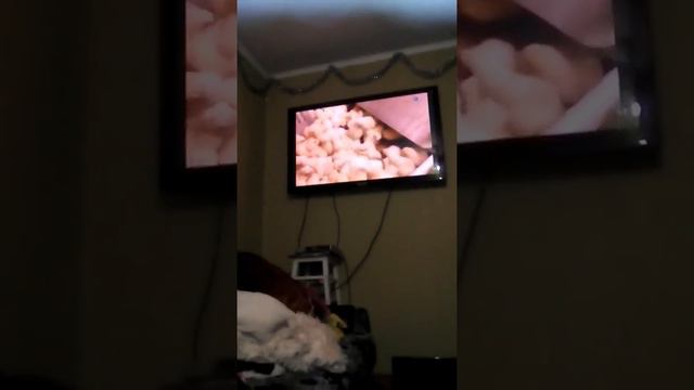 Бедные цыплята смотреть онлайн