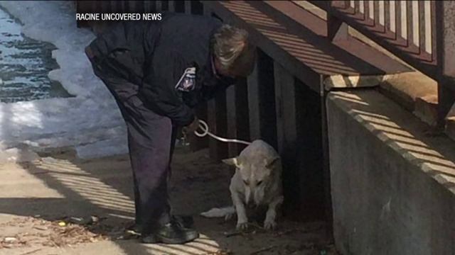 Dog rescued from icy waters of Lake Michigan gets forever home смотреть онлайн