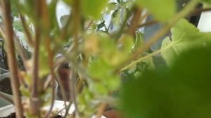 пеларгония сорт Rushmoor Avon