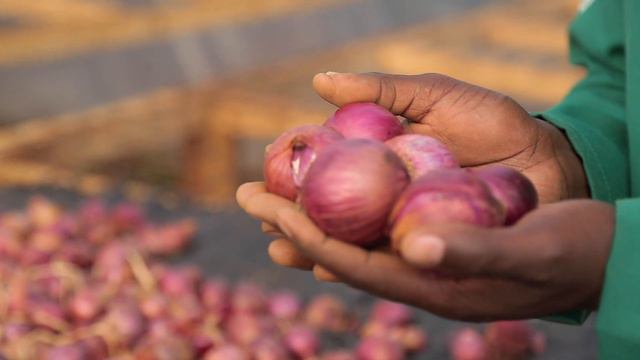 CORNET F1 hybrid Onion Field experiment Success Story смотреть онлайн