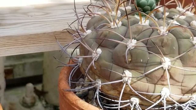 GYMNOCALYCIUM PFLANZII CV. ALBIFLORA CACTI смотреть онлайн