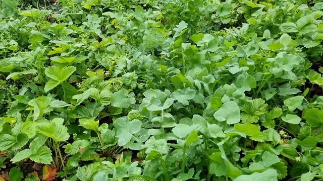 Вкуснейшая окрошка на сыворотке и кефире. Первый урожай клубники. смотреть онлайн