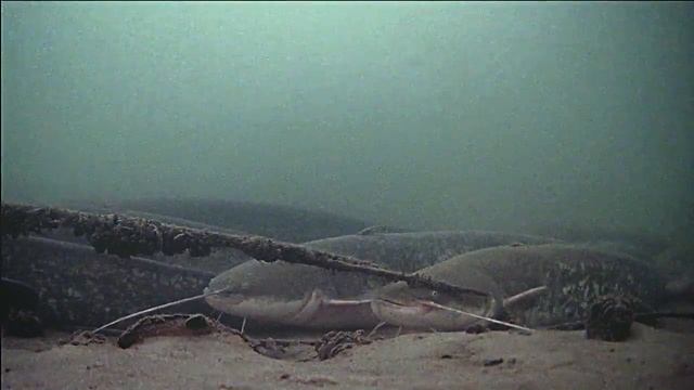 ??? Логово сомов. Подводная съёмка. Подводная камера FocusFish 2021  ???