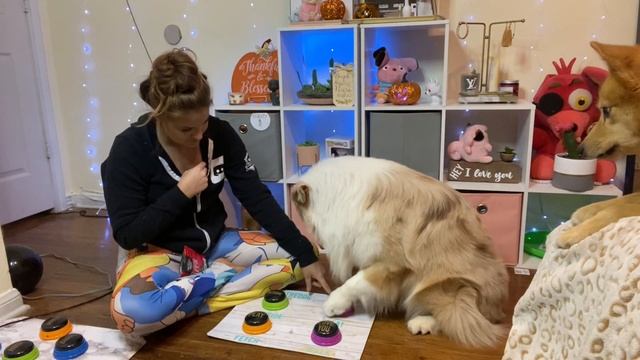 TEACH YOUR DOG TO TALK! | Teaching your dog to use buttons смотреть онлайн