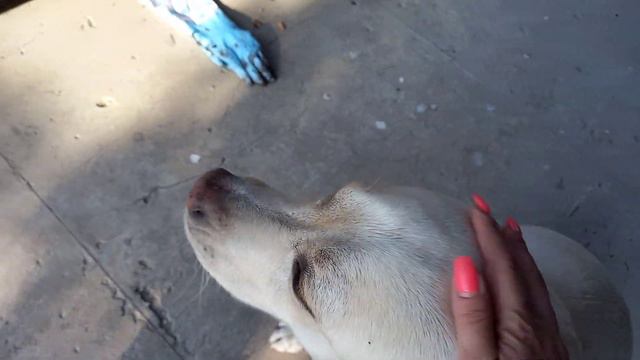 Лабрадор Маник надзиратель смотреть онлайн