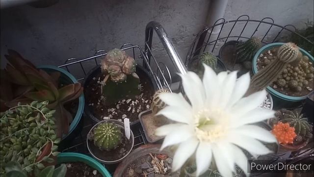 Echinopsis Oxygona care 5/27/2021(Urdu/Hindi) смотреть онлайн