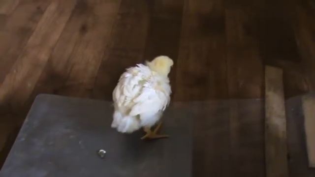 Бройлеры - двадцать третий день . смотреть онлайн