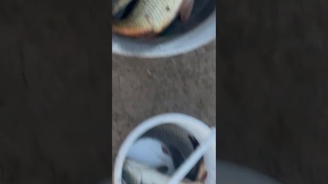 КАРПИКИ #shorts #fishing #fishingvideo #carp #рыбалка #карп #улов смотреть онлайн