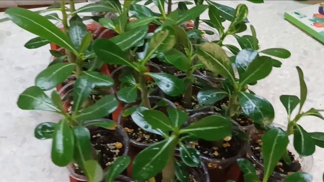 Адениум с Надеждой #12. Сеянцам 4 месяца! Обрезка. смотреть онлайн