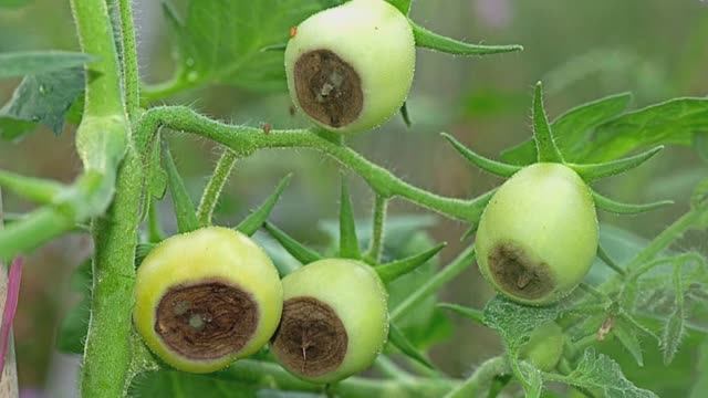 Лучшие средства от вершинной гнили томатов смотреть онлайн