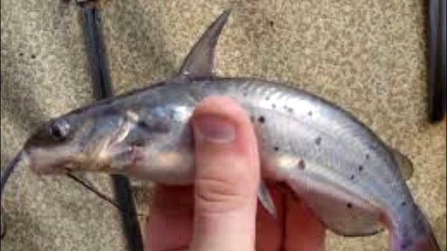 канальный сомик в чем опасность?