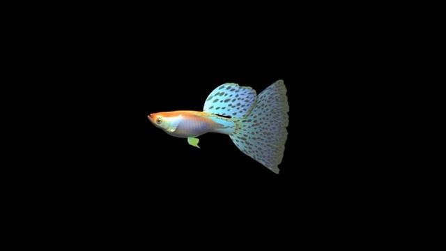 3D Hologram - Jelly, Fish, Butterfly and Bird смотреть онлайн