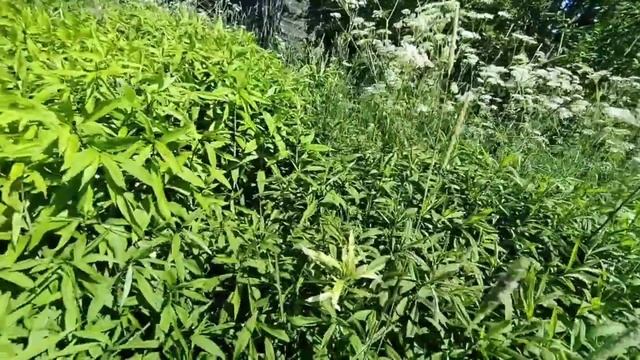 Заброшенный дом, выносят всё.mp4 смотреть онлайн