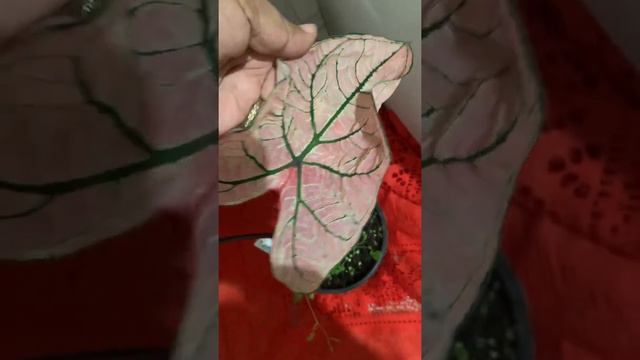 Caladium Spring Fling