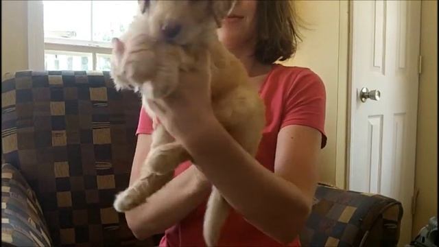 F1B Labradoodle Puppies (5 Weeks Old) смотреть онлайн