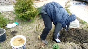 Юкка посадка Как правильно посадить юкку Как выращивать размножать юкку огород сад розарий цветник