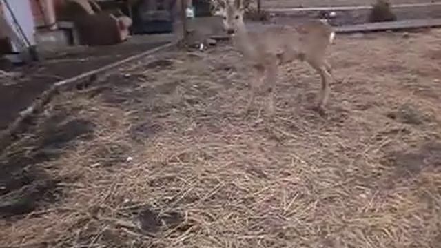 Косуля в сельском доме смотреть онлайн